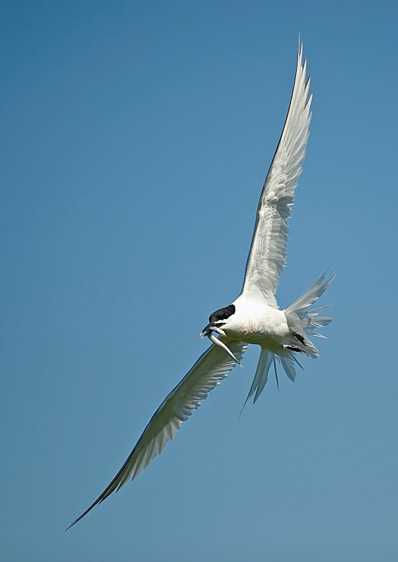 16 - Sandwich Tern