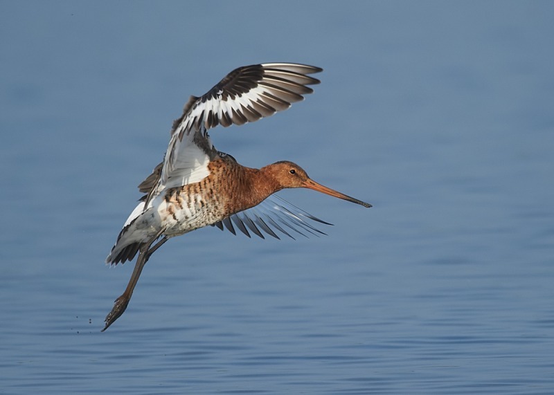 13 - Black-tailed Godwit