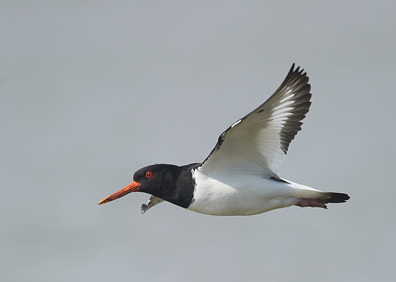 10 - Oystercatcher