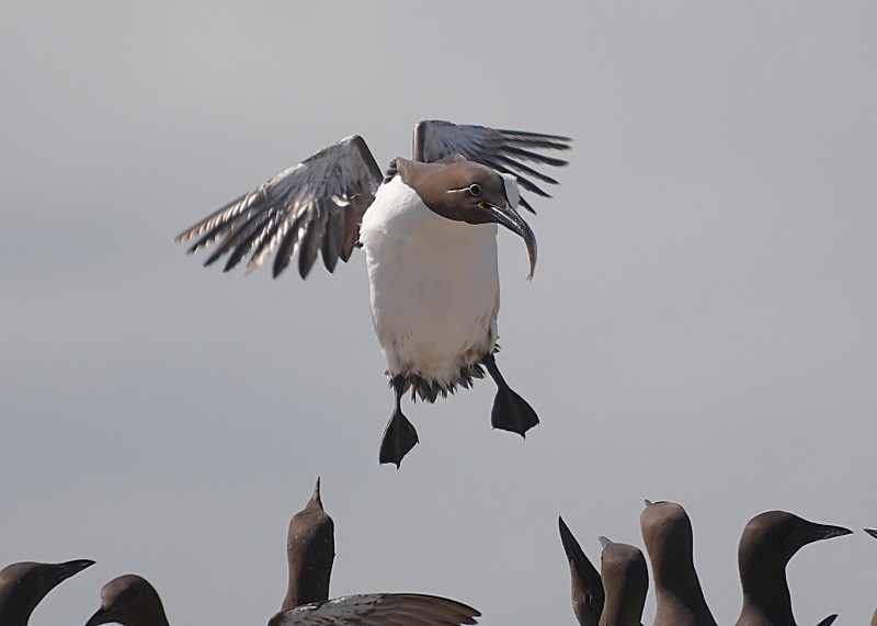 4 - Guillemot