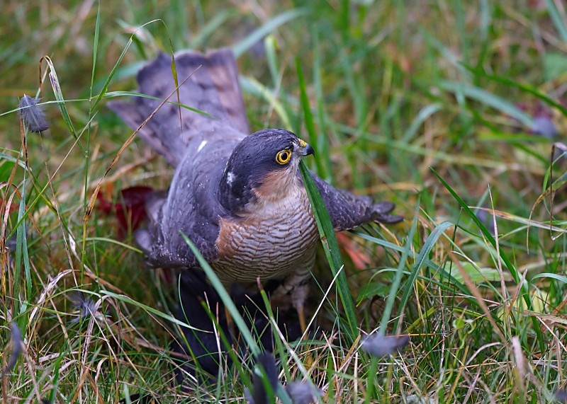 4 - Sparrowhawk