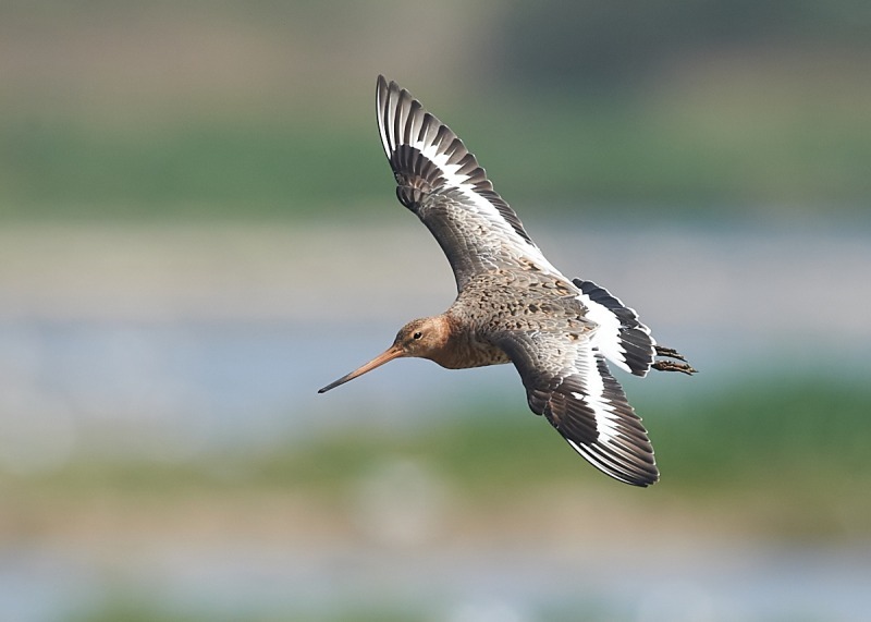 12 - Black-tailed Godwit