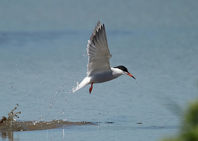 25 - Common Tern