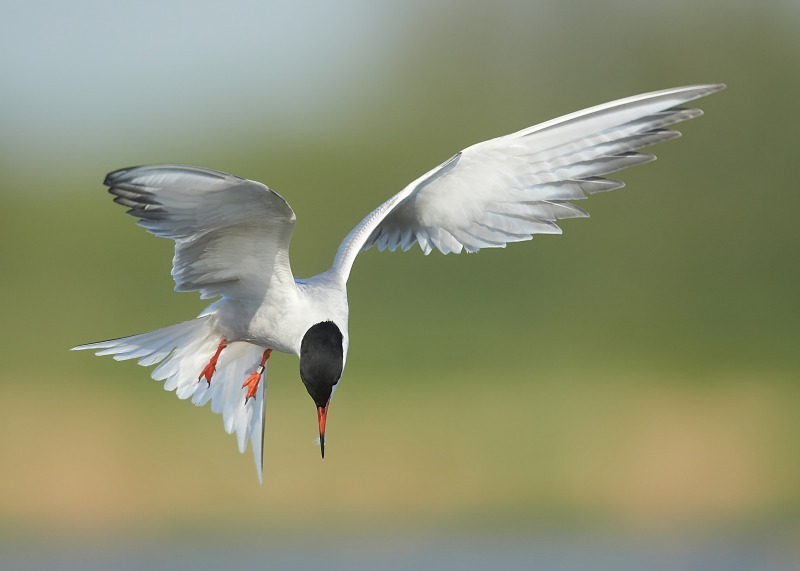 3 - Common Tern