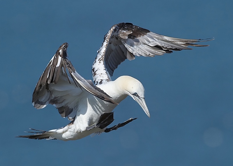 3 - Gannet