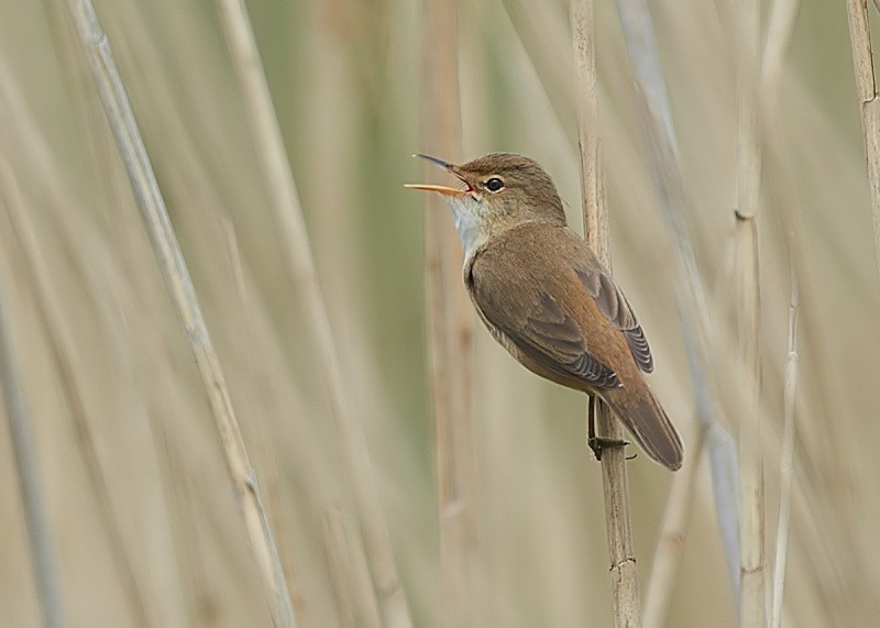 1 - Reed Warbler