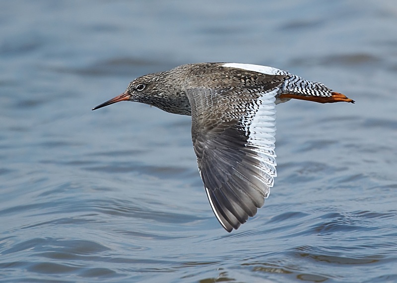 8 - Redshank