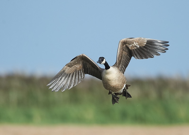 1 - Canada Goose
