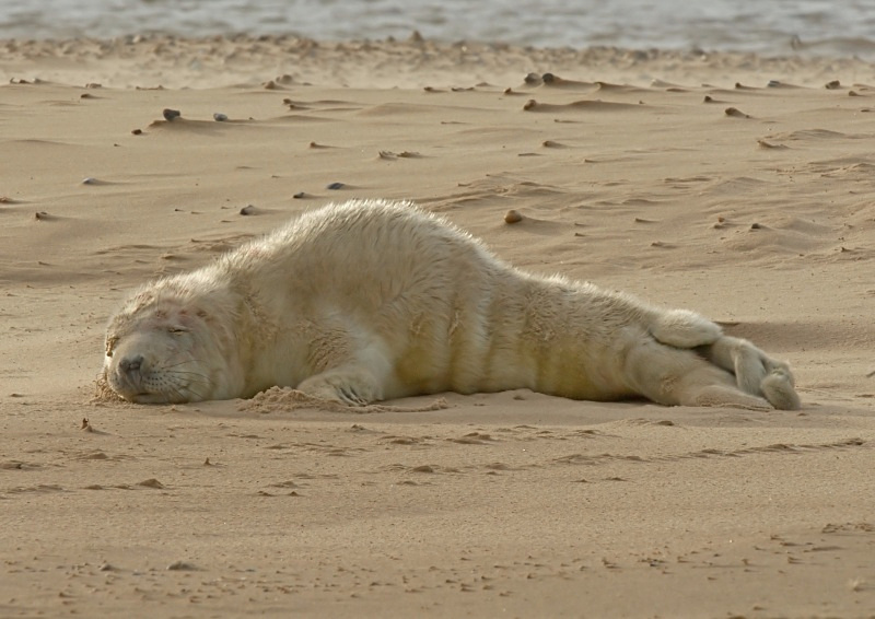 35 - Grey Seal