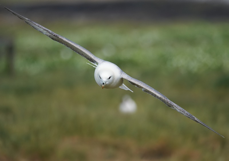 5 - Fulmar
