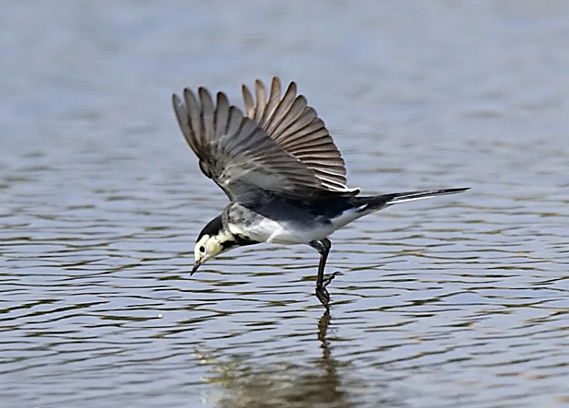 11 - Pied Wagtail