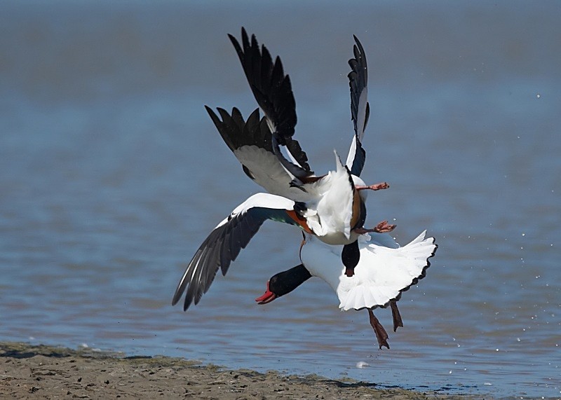12 - Shelduck