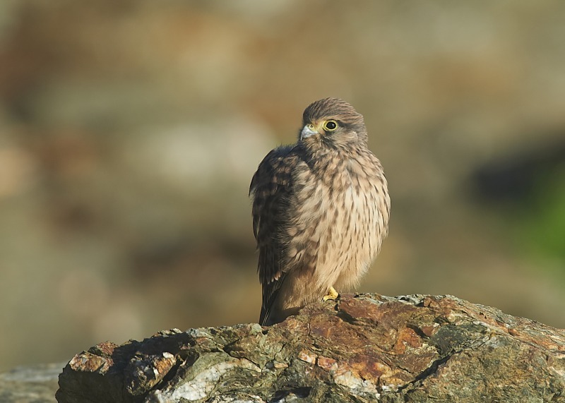 48 - Kestrel