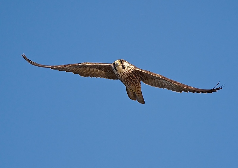 10 - Peregrine