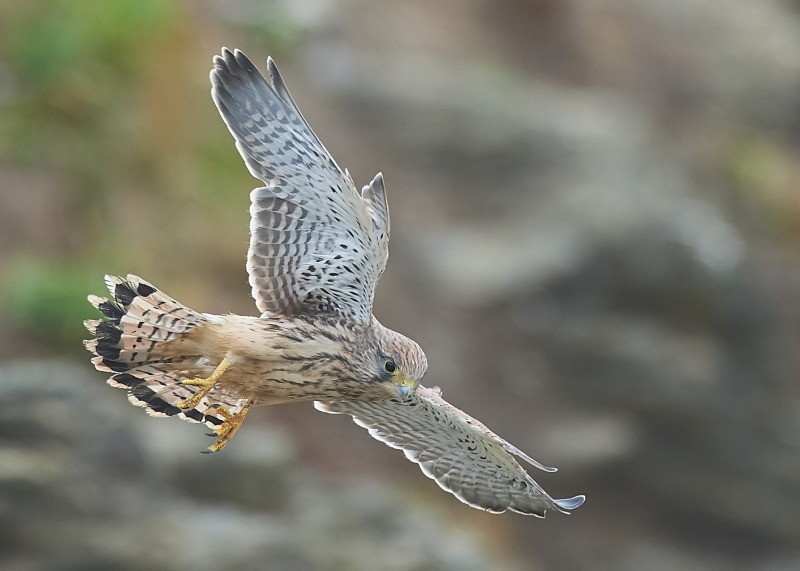 14 - Kestrel