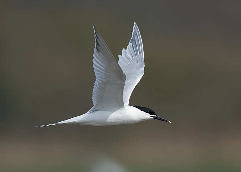 8 - Sandwich Tern