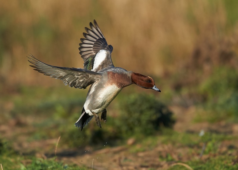 6 - Wigeon