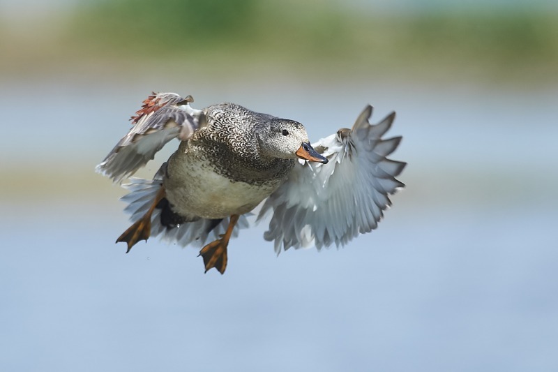 3 - Gadwall