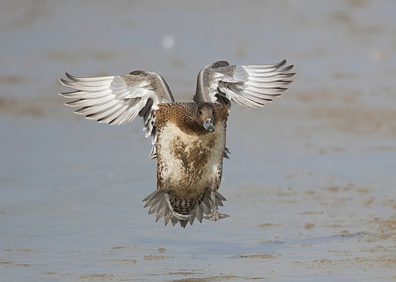 13 - Wigeon
