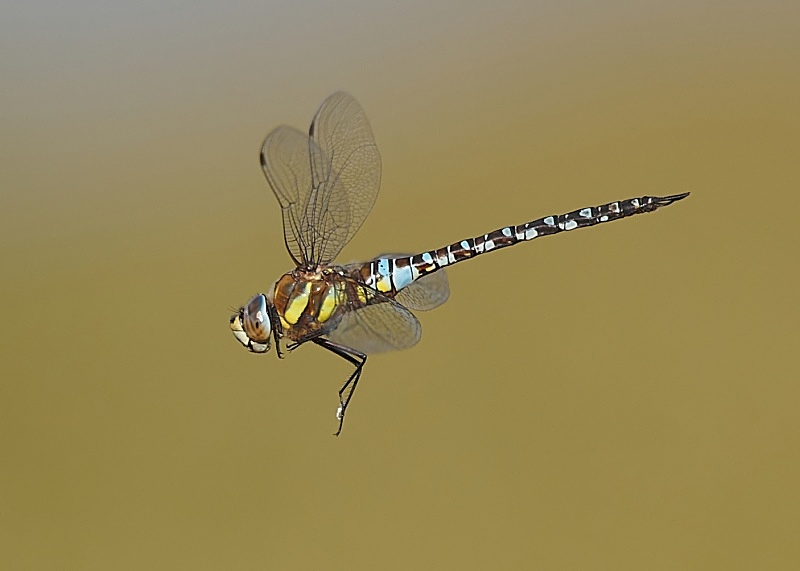 6 - Migrant Hawker Dragonfly