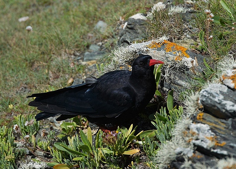 7 - Chough