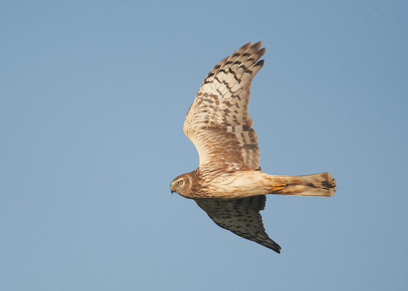 2 - Hen Harrier