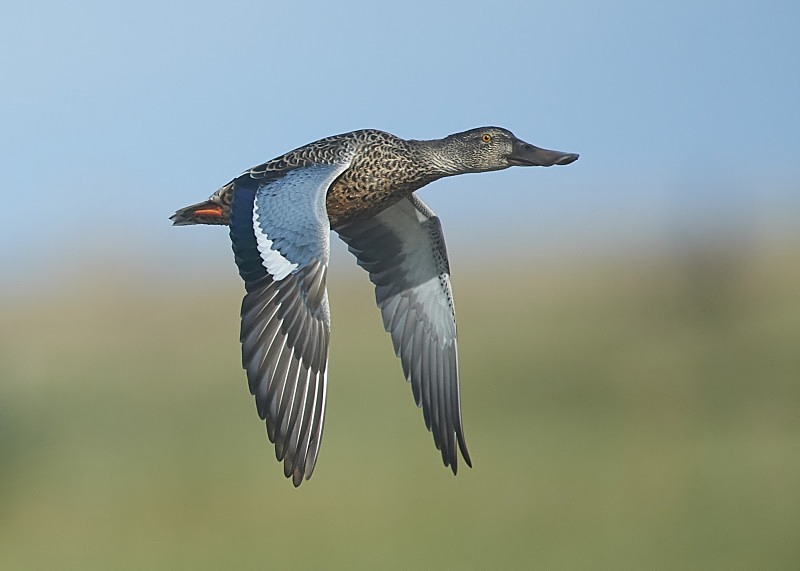 1 - Shoveler