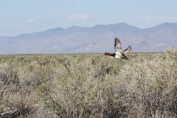 Nevada Birds portfolio