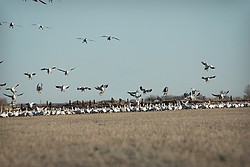 Nevada Birds portfolio