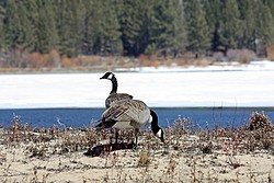 Nevada Birds portfolio