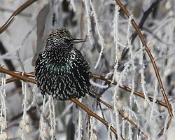 Nevada Birds portfolio