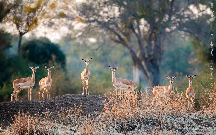 Know your African Wildlife: Impalas