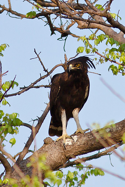 The most unusual Eagle