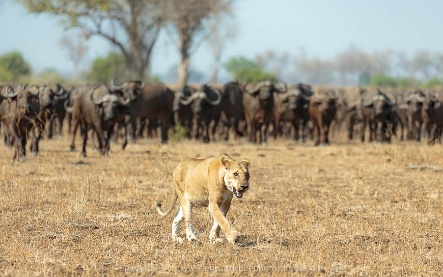 The Blundering Herd