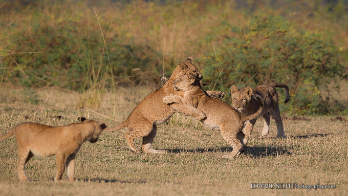 Wildlife: Lion behaviour weekend