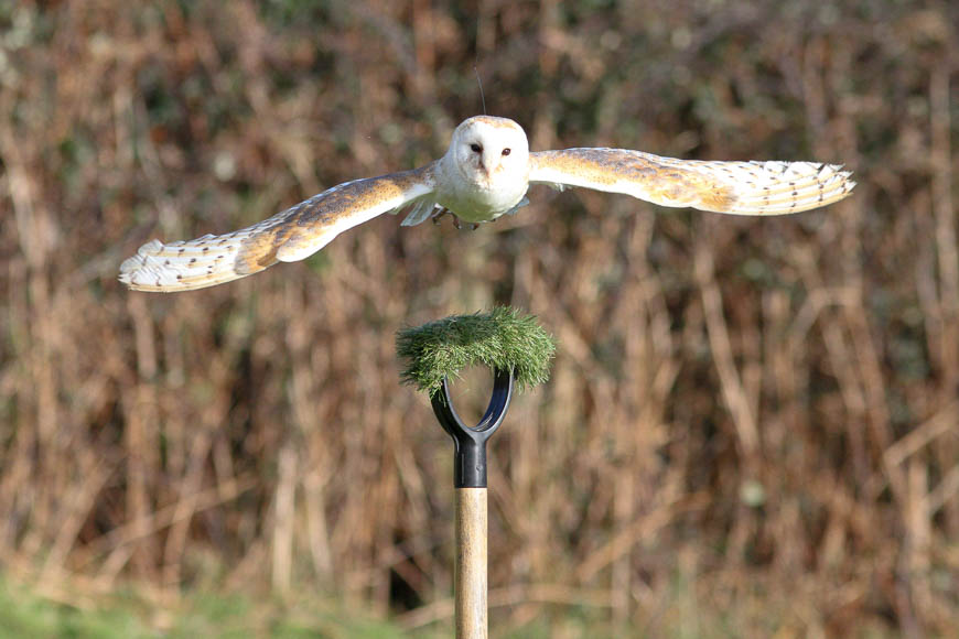 Xtreme Falconry - Up To 76% Off - Dorchester