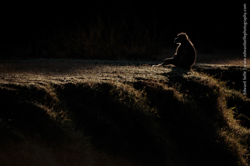 How to create dramatically backlit images in camera in the wild.