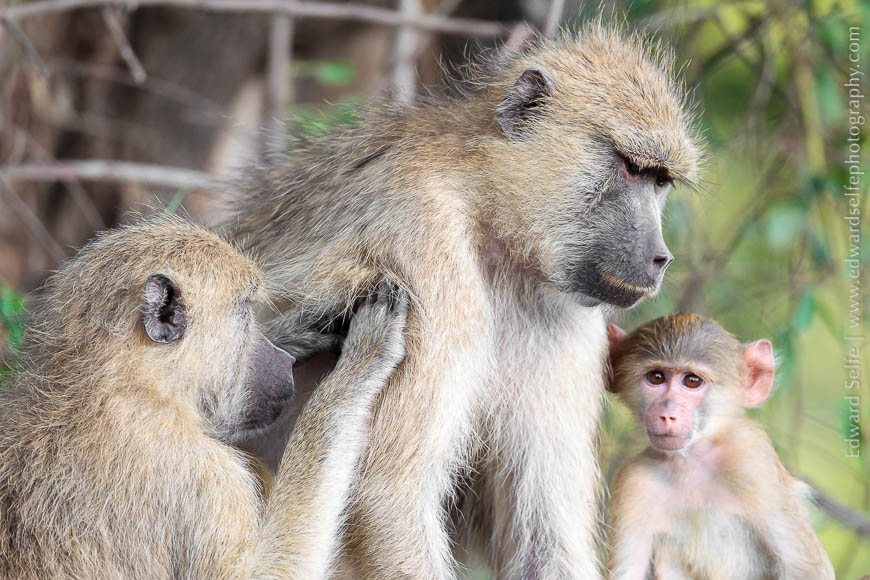 A short study of baboons in the South Luangwa National Park, by Edward ...