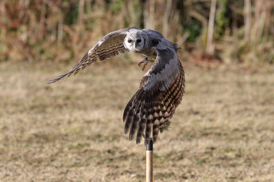 Xtreme Falconry - Up To 76% Off - Dorchester