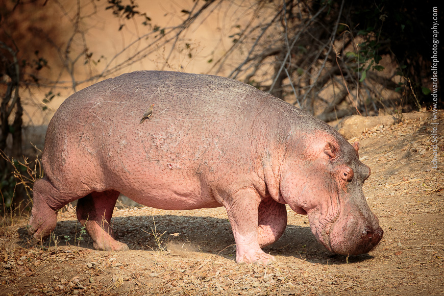 A Study of the South Luangwa's famous Hippo population | with Edward Selfe