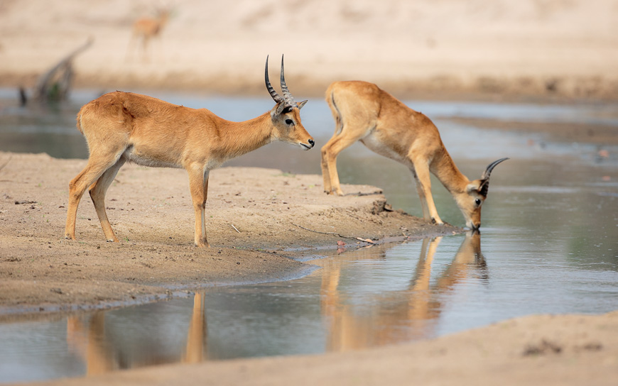 A Study Of Puku One Of Africa s Smartest And Most Astute Antelope 