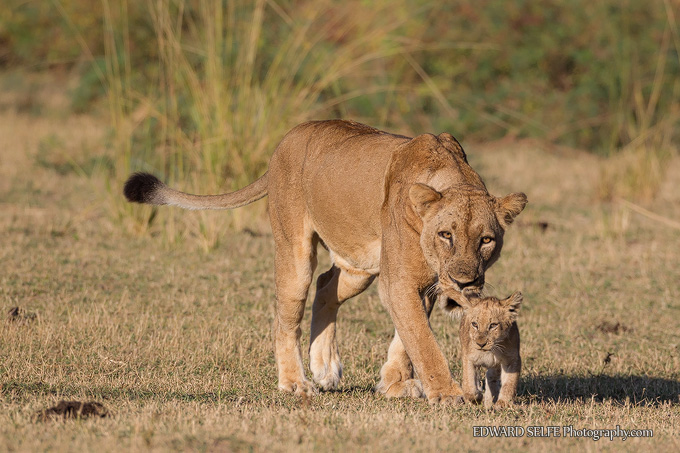 Wildlife: Lion behaviour weekend