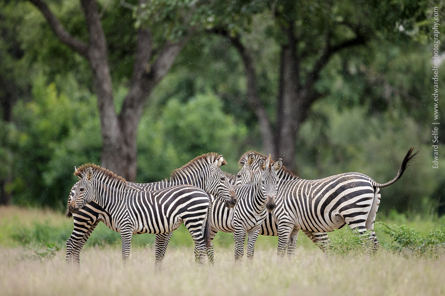 Wildlife: The Highlight of the Rainy Season Wildlife: The Highlight of the Rainy Season