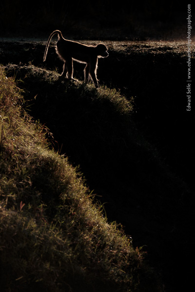 How to create dramatically backlit images in camera in the wild.