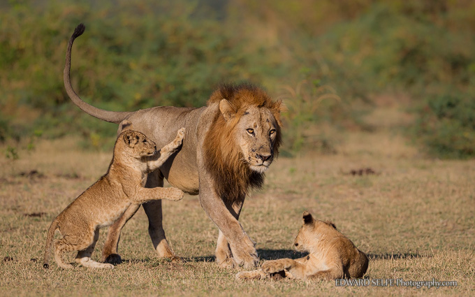 Wildlife: Lion behaviour weekend