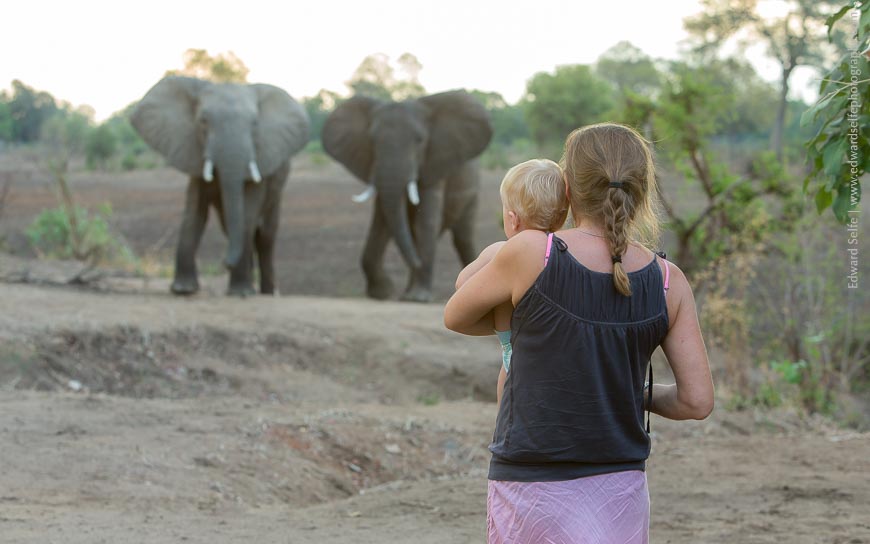 Life in the Bush Living with Animals