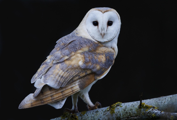 The Five Owls of the UK.