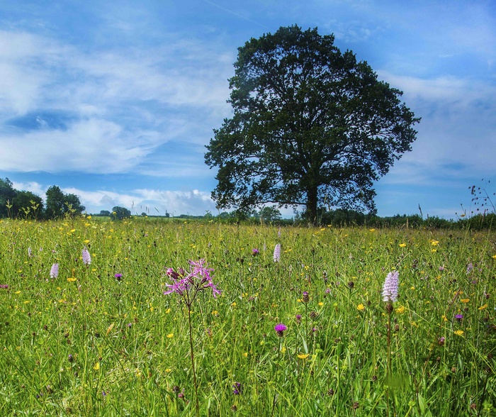 Local Wildflower Meadows.