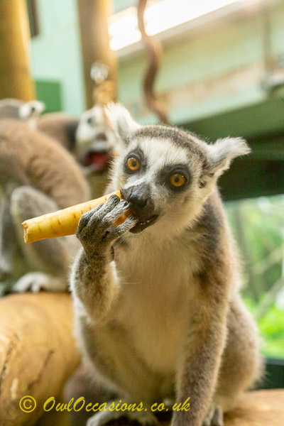 Lemur meet and feed at Bristol Zoo