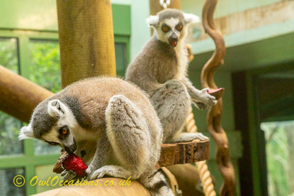 Lemur meet and feed at Bristol Zoo